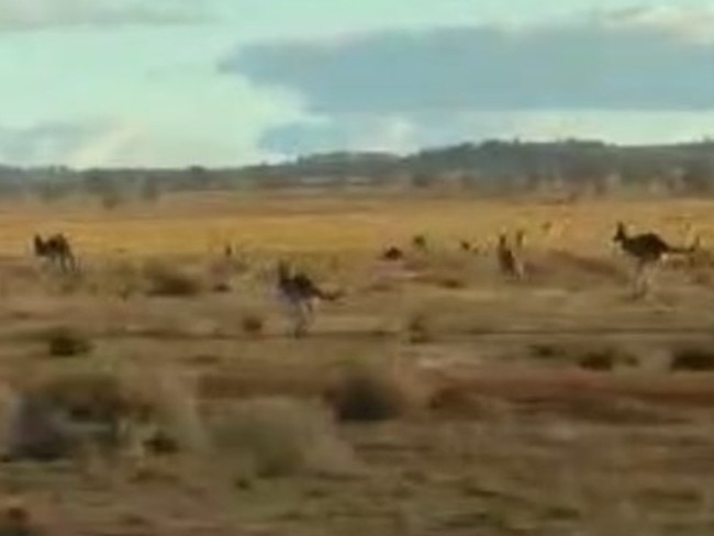 Farmers say kangaroos are at plague proportions in the Mid North. This video is from a farm about 14km north of Peterborough. Video: supplied