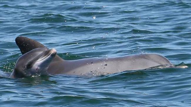 Mum Oriana and dead calf CK. Picture: Sharon Sharp