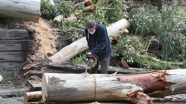 Several trees fell in Belgrave overnight. Picture: David Crosling