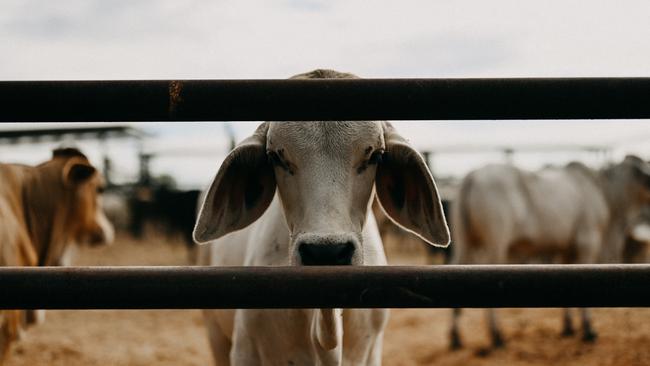 The number of cattle have been reduced on the station and the bulk of the property returned to wilderness.