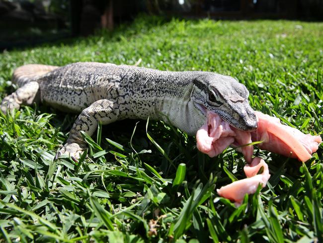 Spud’s favourite foods are chicken carcasses, dead mice and chicken hearts.