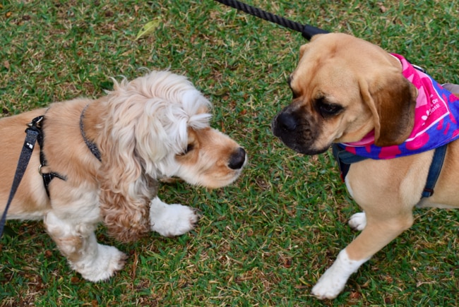 Furry friends joined in on the Mother's Day event, too! Picture: Isabella Magee