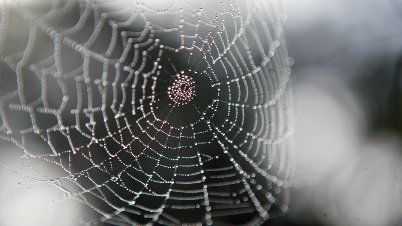 Spiders often like to make their home in cars.