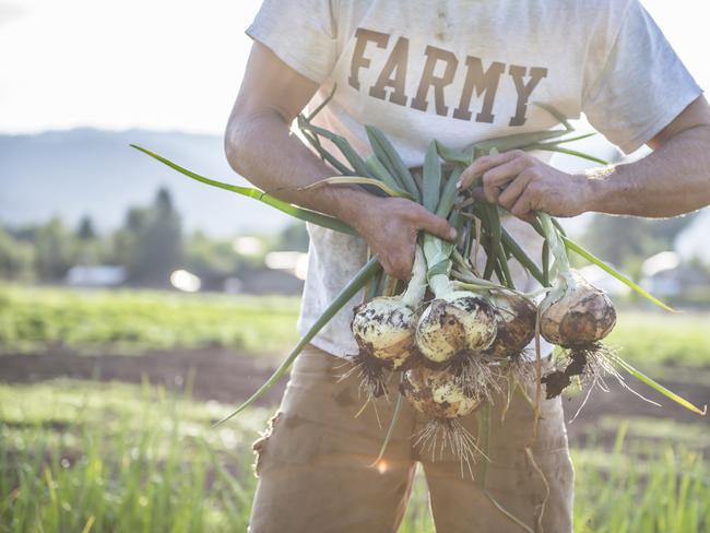 EMBARGO FOR TWAM 14 MAY 2022. FEE MAY APPLY. A man holds freshly harvested onions at an organic urban farm.