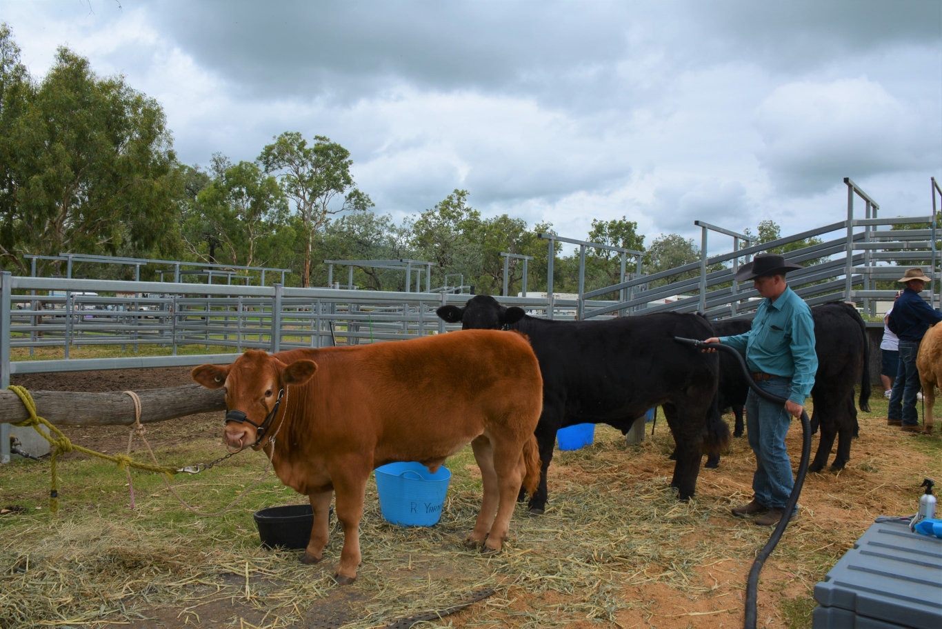 Blake Dawson from Kingsthorpe giving a first-class blow out before competition begins at the 71st annual Cooyar Show. Picture: Kate McCormack