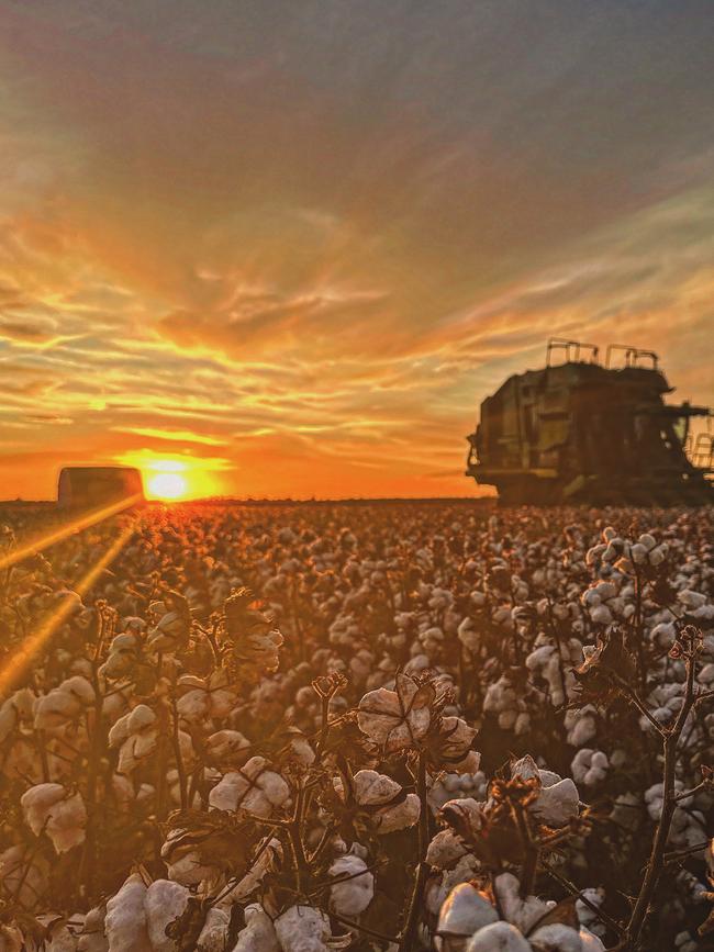 Cotton picking at the Briggs family property at Coleambally. Picture: Supplied