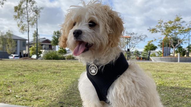 A Queensland woman was slugged with an $800 vet bill after her dog was injured at doggy daycare. Picture: iStock