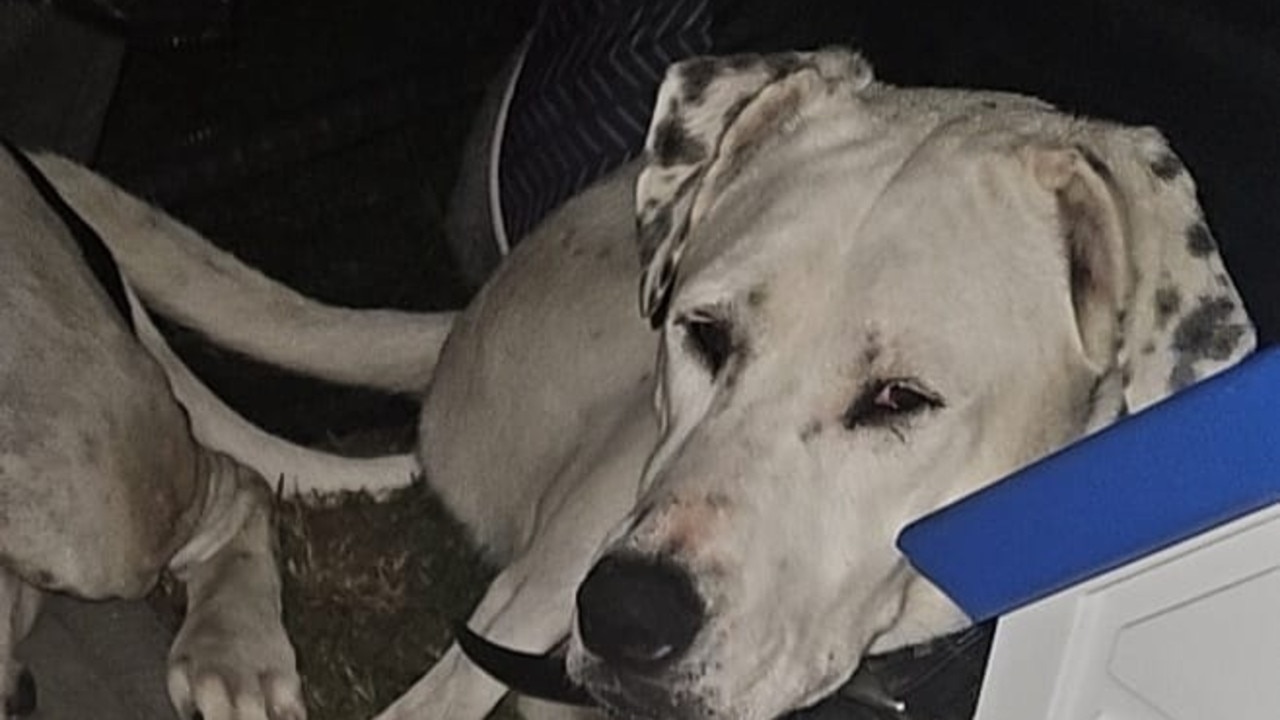 Kalyca Hendren's dog Thea went missing near Charters Towers on Friday morning.