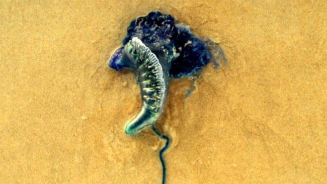 Bluebottle jellyfish  Derwent Estuary Program