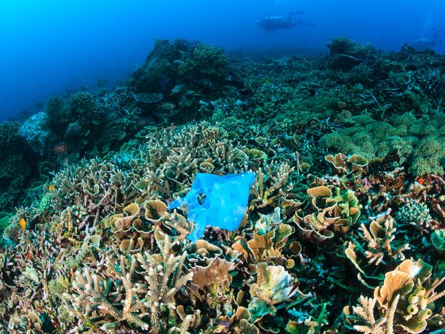 A discarded plastic bags lies entangled on a tropical coral reef