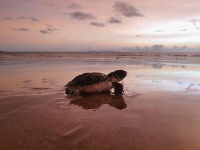 Turtle hatchings on Bucasia Beach. Picture: Ree Sangha