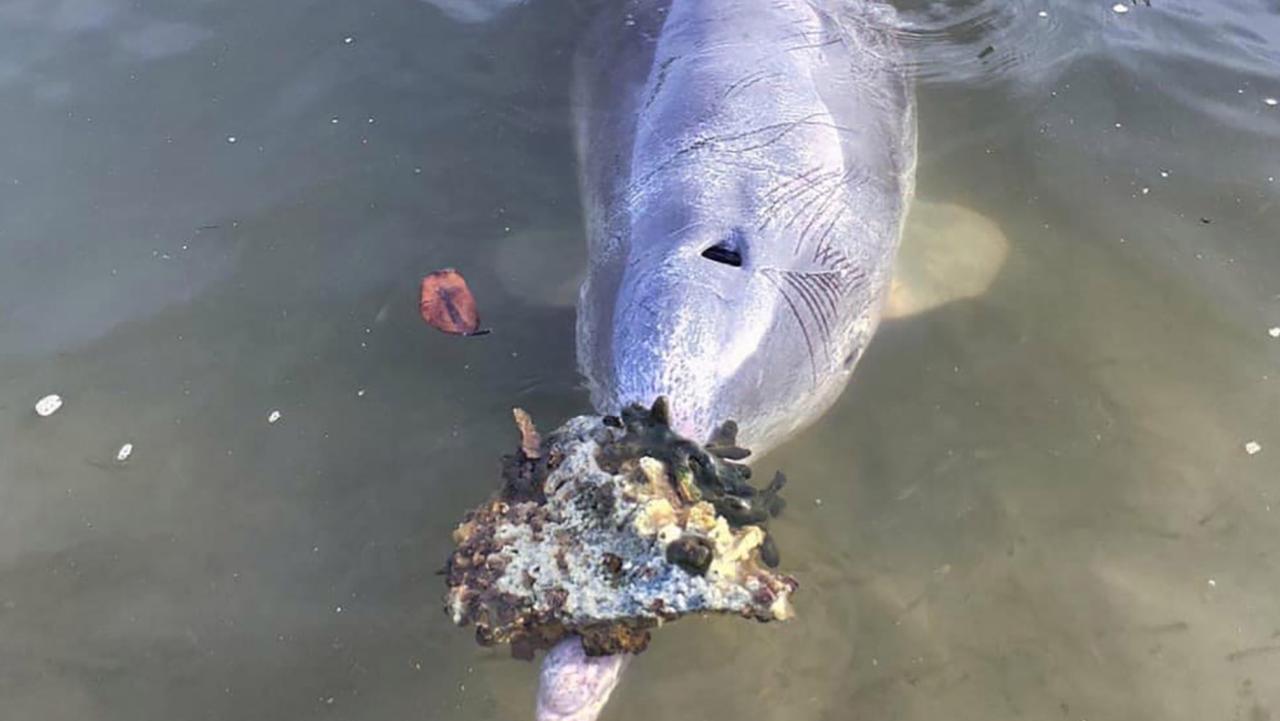 A dolphin bringing a 'gift' ashore. Picture: Facebook/Barnacles Cafe &amp; Dolphin Feeding.