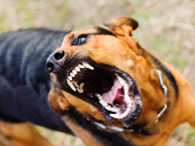 There is a growing number of dog attacks in our region. Picture: IStock