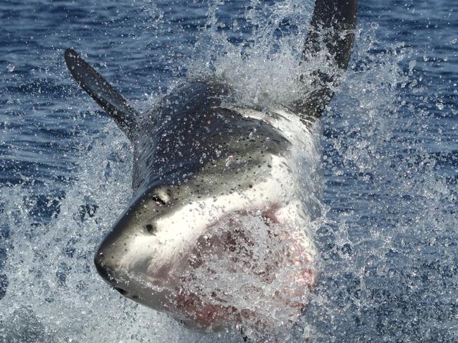 ONE TIME USE ONLY  . Great White Sharks , Neptune Islands . Picture: Andrew Fox