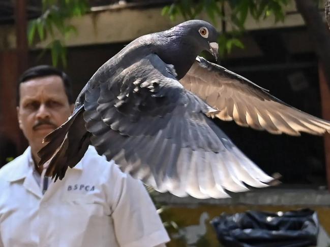 A pigeon accused of being a Chinese spy and serving eight months in Indian detainment was freed into the wild Tuesday after police determined the bird was innocent.