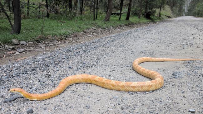 A 1.5m-long feral American corn snake was pictured on the loose near Lithgow.