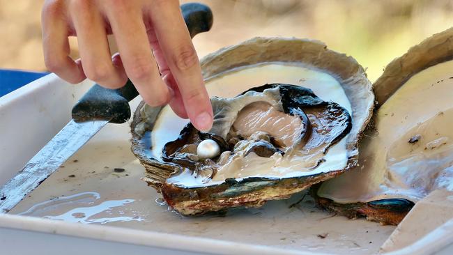 An oyster reveals its prized payload. Picture: Kendall Hill