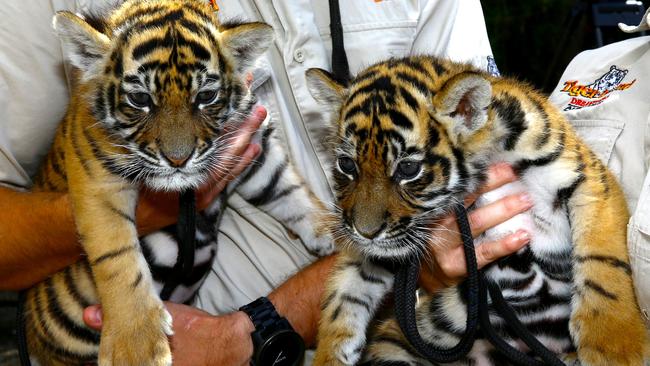 Dreamworlds two newest tiger cubs were named today after a competition was held to pick the names, the girls will be known as Akasha and Adira, Tiger Handlers Ben Keraton (Adira) and Melissa Reynolds (Akasha) with the cubs Pic by David Clark