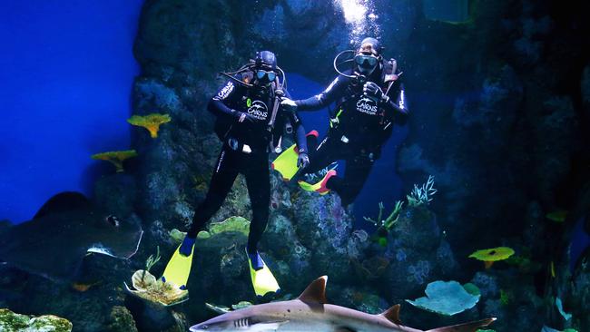 Cairns Aquarium is at real risk of going under without financial support. PICTURE: BRENDAN RADKE