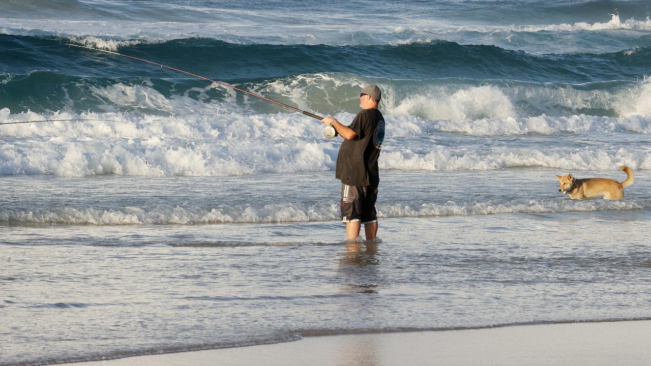 A dingo is pictured near a fisherman at Orchid Beach on K’gari. File photo: Liam Kidston