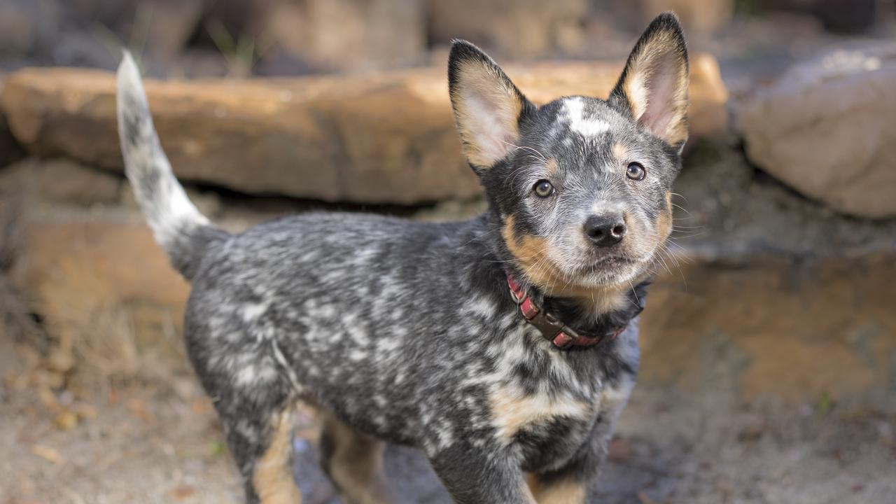 The puppy (not pictured) was a cattle x kelpie. Picture: iStock