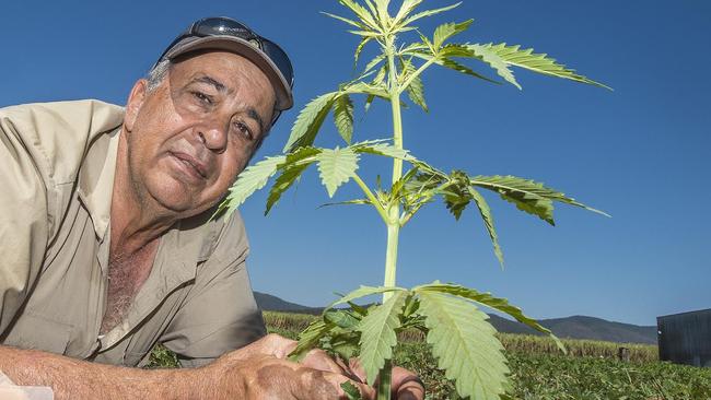 Queensland farmer Joe Trimarchi is among the first Australian farmers to legally cultivate industrial hemp.