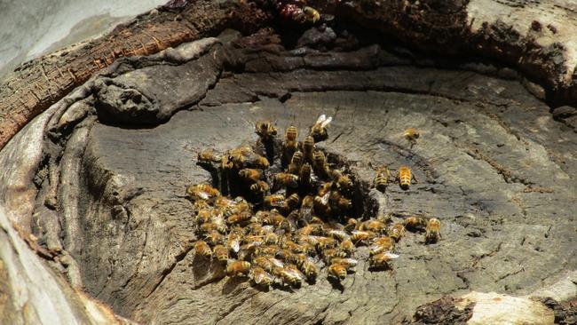 Feral European honey bees nesting in a tree hollow at Pooraka Triangle Park. Picture: Heath Hunter