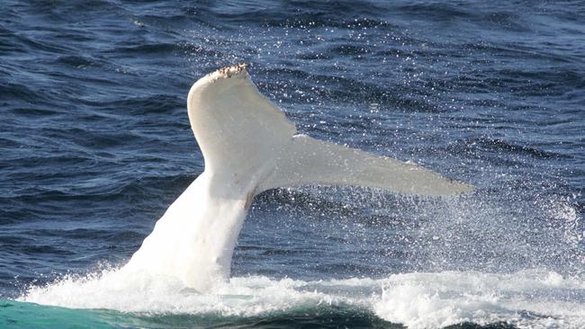 JUNE 22, 2004: Albino humpback whale known as Migaloo frolics with companion off coast near NSW & Queensland border, 22/06/04 as they head north to warmer waters for winter. Pic Donna Cosford / Gold Coast Bulletin. Animal