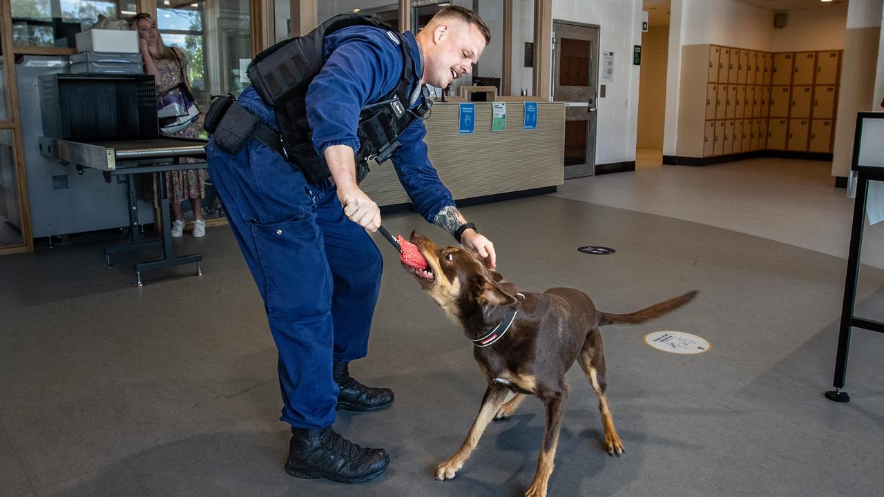 FULL GALLERY: K9 unit attack-dog training | Daily Telegraph