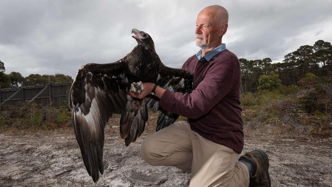 Nick Mooney from Birdlife Australia Raptor Group at Roaring Beach Wildlife Refuge near Roaring Beach, Tasmania with a rescued wedge tailed eagle that was probably injured by hitting a wire. 27/02/2019 photography Peter Mathew