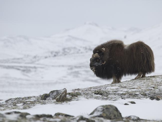 The musk ox is actually more closely related to a sheep or goat than ox.