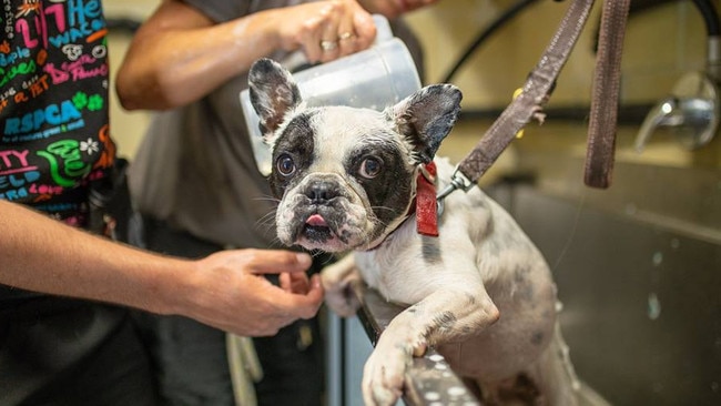 One of the rescued French bulldogs having a bath. Photo: Facebook- RSPCA 