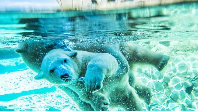 Polar Bear Mishka celebrates her 1st Birthday with mum Liya at Sea World. Picture: NIGEL HALLETT