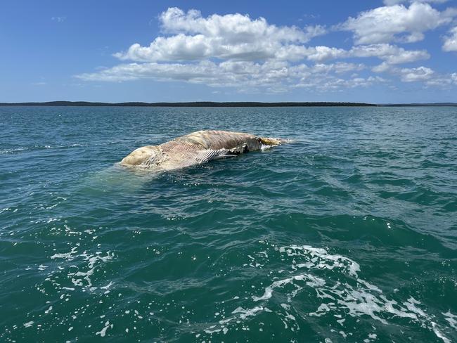 The body of a deceased whale off the coast of K'gari.