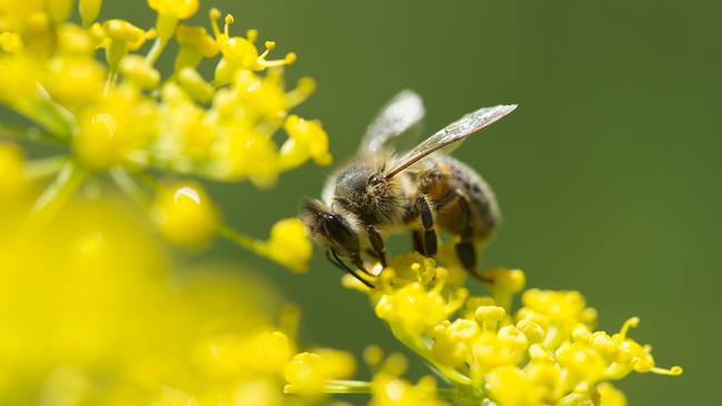 Jenni McLeod is passionate about bees and encourages people to be “bee protectors”. Picture: Zoe Phillips