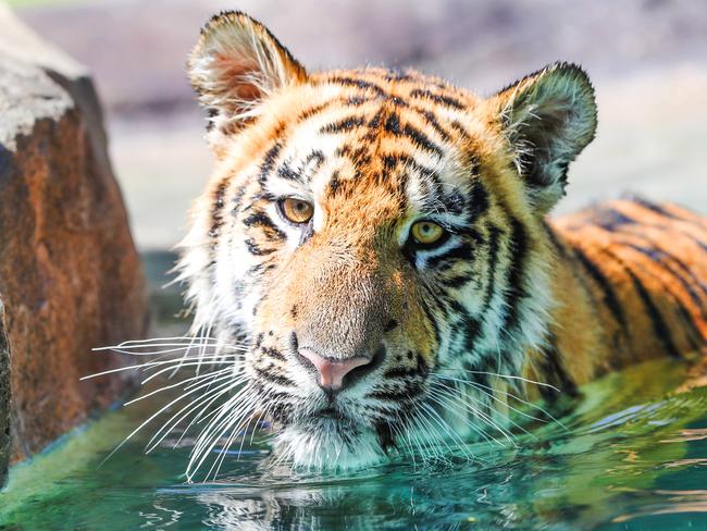 HOLD COURIER MAIL EMBARGO MONDAY 30TH MARCH Dreamworlds Tiger Island manager Patrick Martin-Vegue and other handlers with the tigers who are now some of the only ones left at the park since it has shut. Picture: NIGEL HALLETT