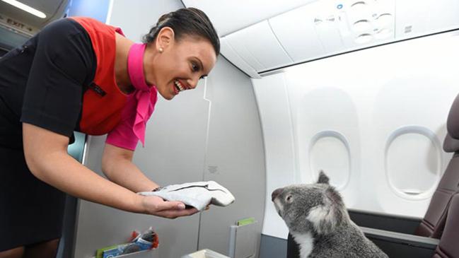 Retro trip: a koala receives first class treatment on Qantas.