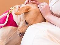 Valerie Parrott and her service dog Bella at her wedding. Picture: Mad Photo and Design
