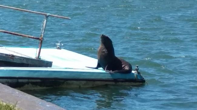 A seal was recently seen sunning itself on a Silverwater jetty on the Parramatta River. raising concerns about what a series of barges will do to conservation efforts in the area.