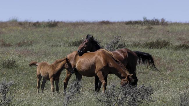 Brumbies run wild in the Kosciuszko National Park. Picture: Sean Davey