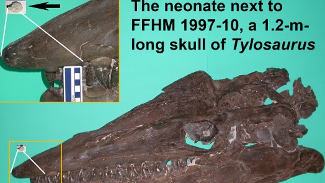 The neonate fossil next to the fully formed tylosaurus skull.