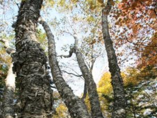 Wangsasre trees on Mount Gariwang.