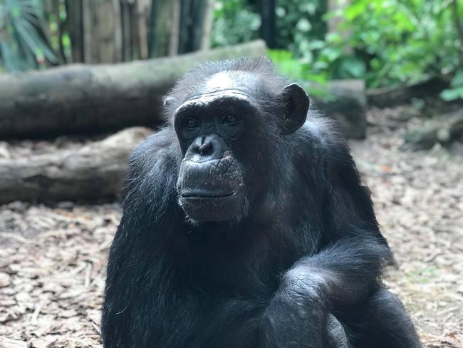 Samantha the chimpanzee, born in New Zealand and moved to Australia in 2009, died suddenly yesterday, Rockhampton Zoo have announced. She moved to the Central Queensland zoo in 2012 with her friend Holly from Mogo Zoo near Batemans Bay in New South Wales. She was 40 years old when she died.