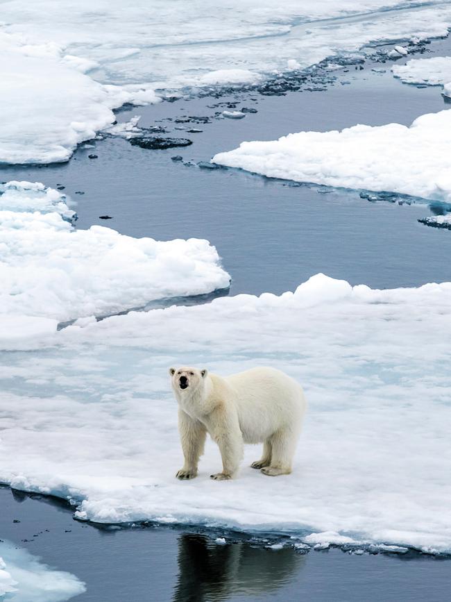 One of the 15 polar bears spotted on the ice during the expedition. Picture: Elise Hassey