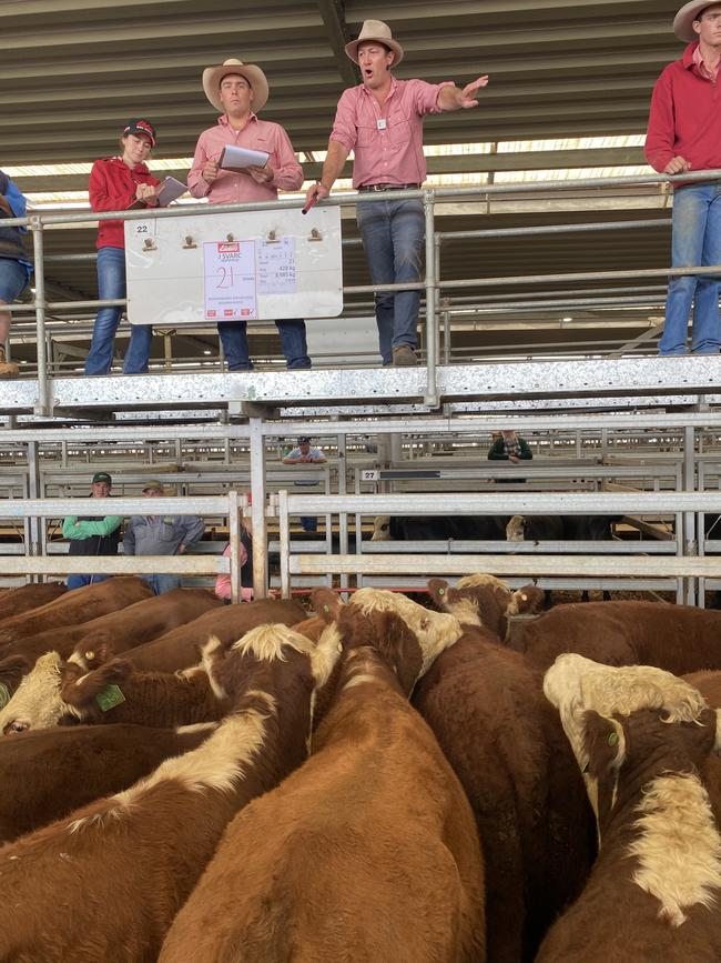 Agents take bids at the Wodonga store cattle sale where prices were judged solid for heavier steers and dearer for lighter steers.