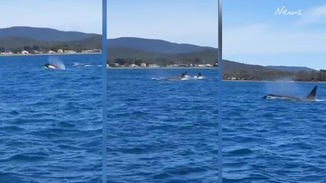 Killer Whales Swimming In The Tamar River