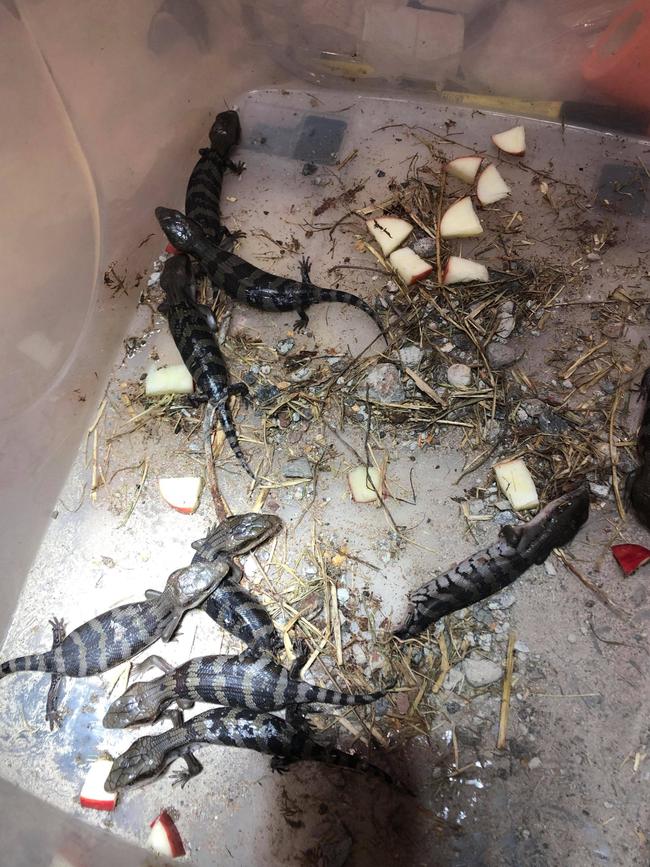 Staff at the Noosa District Animal Hospital in Noosaville recently performed an emergency caesarean on a blue-tongue lizard. Six living and one deceased babies were saved. Picture: Noosa District Animal Hospital.