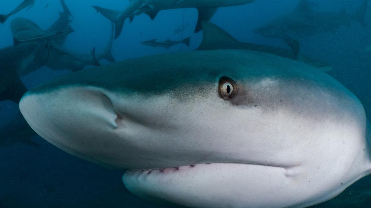 Massive shark prowls near swimmers in same spot where man was mauled to  death - World News - Mirror Online