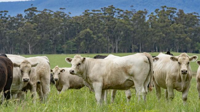 The cattle sector is to be the biggest individual contributor to the overall 4 per cent growth in agricultural production. Picture: Zoe Phillips