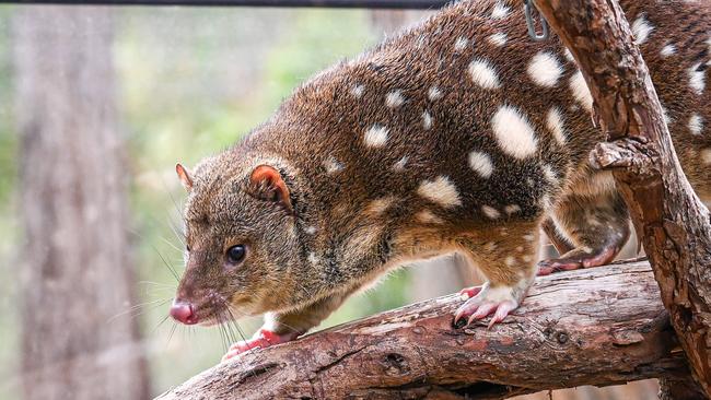 Spotted-tail quolls are often a light brown/chestnut colour. Picture: Halls Gap Zoo